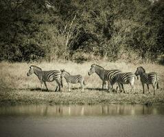 kudde van zebra's in de Afrikaanse savanne foto