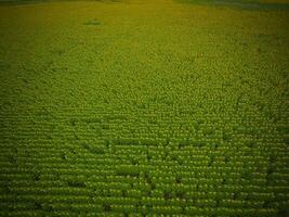 coutryside zonnebloemen gezaaid, Argentinië foto