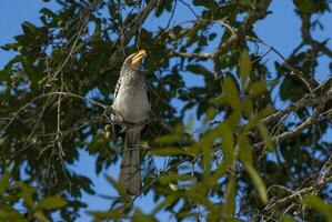 zuidelijk gele gefactureerde neushoornvogel foto