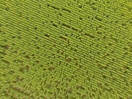 zonnebloem teelt, antenne visie, in pampa regio, Argentinië foto