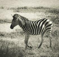 kudde van zebra's in de Afrikaanse savanne foto