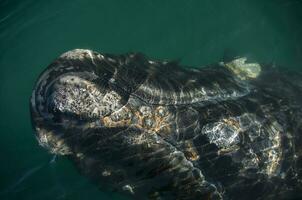 walvis Patagonië Argentinië foto