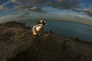 magelhaen pinguïn, caleta valdez, schiereiland valdes, chubut provincie, Patagonië Argentinië foto