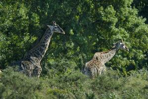 giraffe in de oerwoud leefgebied, Afrika foto