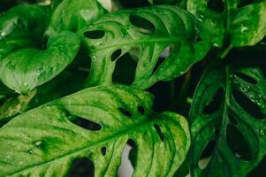 vol kader schot van monstera adansonii bladeren. foto