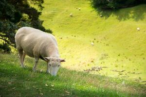 een schapen in landbouw veld- in de Oppervlakte van een boom heuvel in auckland, nieuw Zeeland. schapen landbouw was de land's meest belangrijk agrarisch industrie. foto