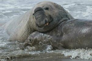 olifant zegel, Patagonië foto