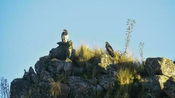 zwart bovenlijf buizerd adelaar, geranoaetus melanoleus, hoogland grasland in pampa de achala , quebrada del appartement nationaal park, Cordoba provincie, Argentinië foto