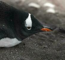 gentoo pinguïn, hannah punt, antartica foto