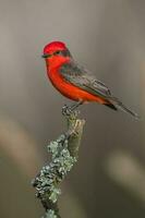 vermiljoen vliegenvanger neergestreken, pyrocephalus rubinus, la pampa, Argentinië foto