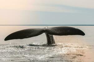 zuidelijk Rechtsaf walvis staart, puerto madryn, Patagonië, Argentinië foto