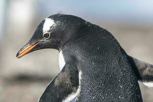 gentoo pinguïn, neko haven, antarctica foto