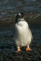 gentoo pinguïn, antartica foto