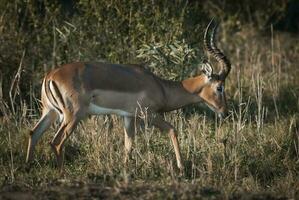 Impala begrazing , Kruger nationaal park, zuiden Afrika foto