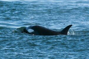 moordenaar walvis, orka, jacht- een zee leeuw pup, schiereiland valdes, Patagonië Argentinië foto
