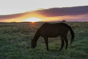 paard in pampa veld- landschap, la pampa, provincie, Patagonië, Argentinië foto