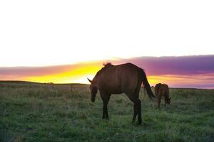 paard in pampa veld- landschap, la pampa, provincie, Patagonië, Argentinië foto