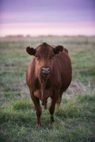 koe portret in pampa landschap, la pampa provincie, Patagonië, Argentinië. foto