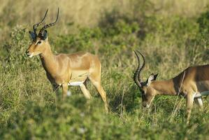 Impala begrazing , Kruger nationaal park, zuiden Afrika foto