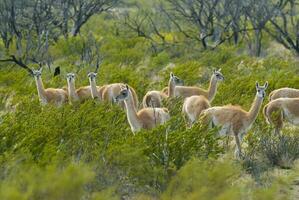 guanaco's kudde in lihue bel nationaal park, la pampa provincie, Patagonië, Argentinië foto