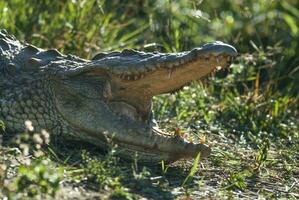Nijl krokodil, Kruger nationaal park , zuiden Afrika. foto