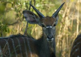 nyala antilope mannetje en vrouw , Kruger nationaal park, zuiden Afrika foto
