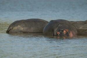 nijlpaard amphibius in waterpoel, Kruger nationaal parkeren, zuiden Afrika foto