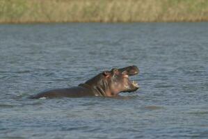 nijlpaard amphibius in waterpoel, Kruger nationaal parkeren, zuiden Afrika foto