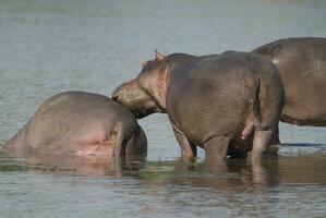 nijlpaard amphibius in waterpoel, Kruger nationaal parkeren, zuiden Afrika foto