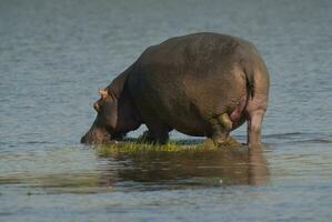 nijlpaard amphibius in waterpoel, Kruger nationaal parkeren, zuiden Afrika foto