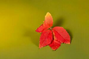 herfst bladeren in de groen achtergrond foto