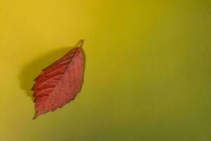 herfst bladeren in de groen achtergrond foto