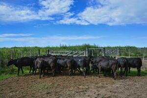 vee kudde in pampa platteland, la pampa provincie, Patagonië, Argentinië foto