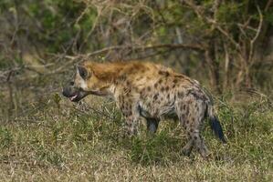hyena aan het eten, Kruger nationaal park, zuiden Afrika. foto