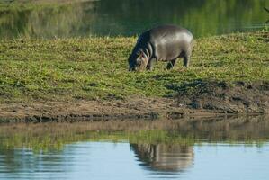 nijlpaard amphibius in waterpoel, Kruger nationaal parkeren, zuiden Afrika foto