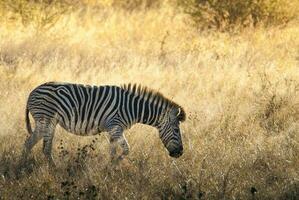 gemeenschappelijk zebra baby, Kruger nationaal park, zuiden Afrika. foto