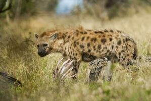 hyena aan het eten, Kruger nationaal park, zuiden Afrika. foto