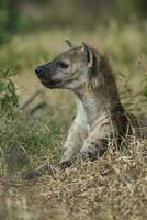 hyena aan het eten, Kruger nationaal park, zuiden Afrika. foto