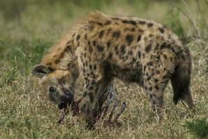 hyena aan het eten, Kruger nationaal park, zuiden Afrika. foto