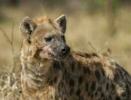 hyena aan het eten, Kruger nationaal park, zuiden Afrika. foto