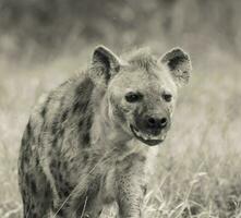 hyena aan het eten, Kruger nationaal park, zuiden Afrika. foto