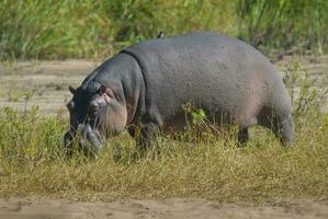 nijlpaard amphibius in waterpoel, Kruger nationaal parkeren, zuiden Afrika foto