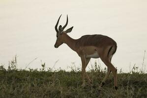 Impala begrazing , Kruger nationaal park, zuiden Afrika foto