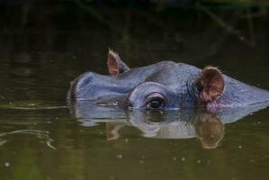 nijlpaard amphibius in waterpoel, Kruger nationaal parkeren, zuiden Afrika foto