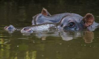 nijlpaard amphibius in waterpoel, Kruger nationaal parkeren, zuiden Afrika foto