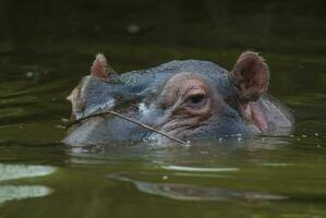 nijlpaard amphibius in waterpoel, Kruger nationaal parkeren, zuiden Afrika foto