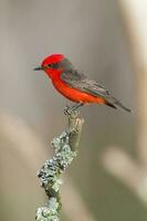 vermiljoen vliegenvanger neergestreken, pyrocephalus rubinus, la pampa, Argentinië foto