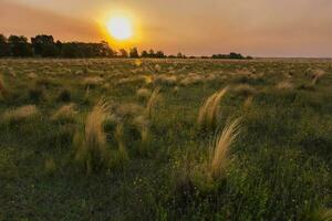 pampa gras landschap Bij zonsondergang, la pampa provincie, Argentinië foto