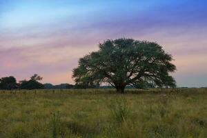 pampa boom landschap Bij zonsondergang, la pampa provincie, Argentinië foto