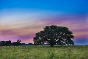 pampa boom landschap met een storm in de achtergrond, la pampa provincie, Argentinië foto